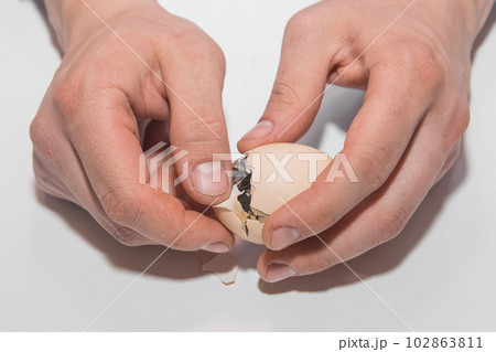 Farmer's hands of a man close-up helping a chicken chick get out of a hatching egg on a white background Farmer's hands of a man close-up helping a chicken chick get out of a hatching egg on a white background 102863811