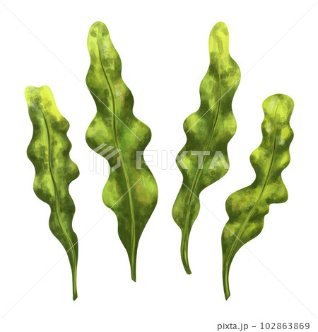 A set of underwater tropical plants. Seaweed for design, compositions, postcards, souvenirs, textiles. Digital illustration on a white background A set of underwater tropical plants. Seaweed for design, compositions, postcards, souvenirs, textiles. Digital illustration on a white background 102863869