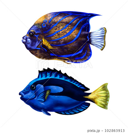 A set of their two marine fish is bright blue. Tropical underwater world, digital illustration. For design, packaging, printing, posters, textiles, souvenirs A set of their two marine fish is bright blue. Tropical underwater world, digital illustration. For design, packaging, printing, posters, textiles, souvenirs 102863913