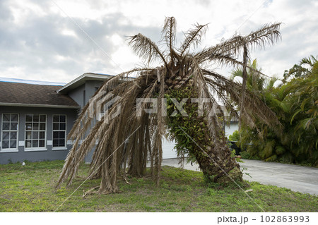 Dry dead palm tree on Florida home backyard 102863993