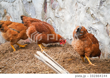 free-range chickens (ニワトリ) 102864144