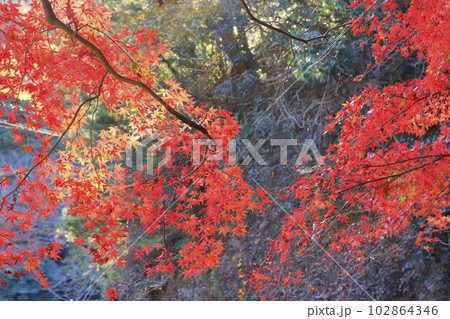 鎌北湖 鎌北湖 102864346