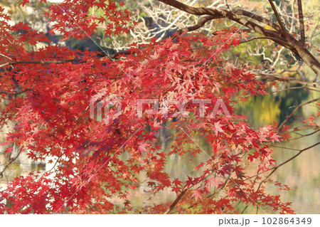 鎌北湖 鎌北湖 102864349