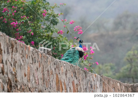 peacock walking on the wall (孔雀) peacock walking on the wall (孔雀) 102864367