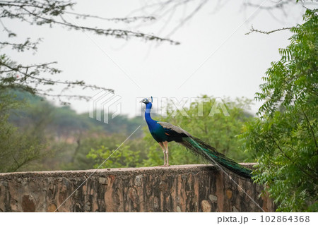 peacock standing on the wall (孔雀) peacock standing on the wall (孔雀) 102864368