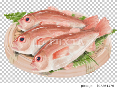 Hand-drawn Nodoguro 01_1 102864376