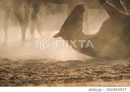 horse sand bath (砂浴び) 102864937