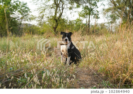 Pitbull sitting in the bush (ピットブル) 102864940