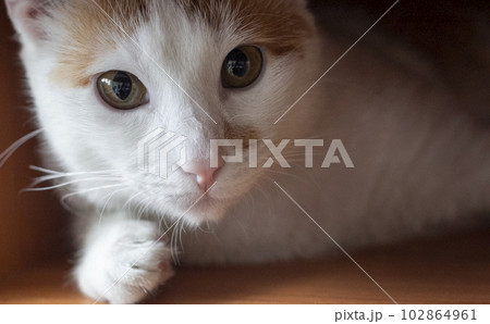 Serious red cat in isolation at home on the krantin 102864961