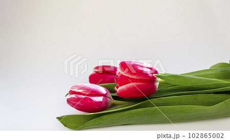 three beautiful tulips, isolated on white background 102865002