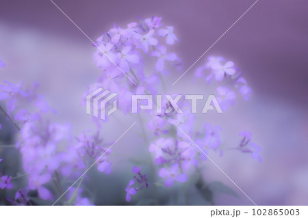 Blurred purple flowers next to green leaves 102865003