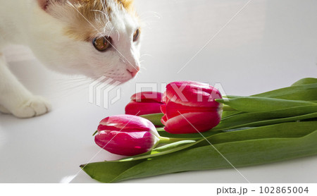 The ginger cat sniffs red tulips and waits for spring. Close up, selective focus 102865004