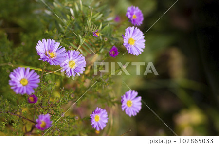Symphyotrichum dumosum with purple flowers in October in the garden Symphyotrichum dumosum with purple flowers in October in the garden 102865033