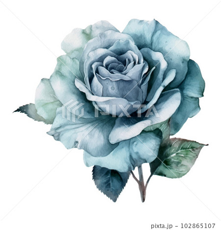Blue Pastel Rose Flower Watercolor Illustration Blue Pastel Rose Flower Watercolor Illustration 102865107
