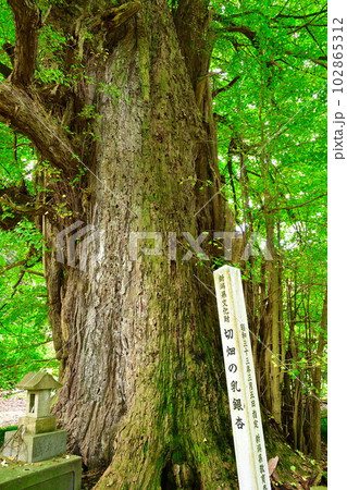 切畑の乳銀杏(新潟県) 切畑の乳銀杏(新潟県) 102865312