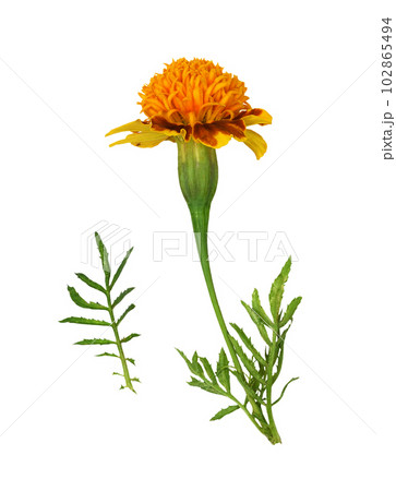 Set of wild marigold flowers and leaf isolated Set of wild marigold flowers and leaf isolated 102865494