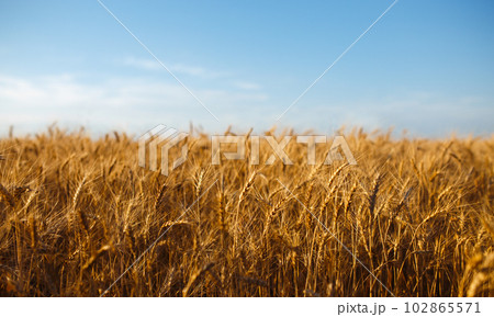 Close up nature photo Idea of rich harvest. Amazing backdrop of ripening ears of yellow wheat field Close up nature photo Idea of rich harvest. Amazing backdrop of ripening ears of yellow wheat field 102865571