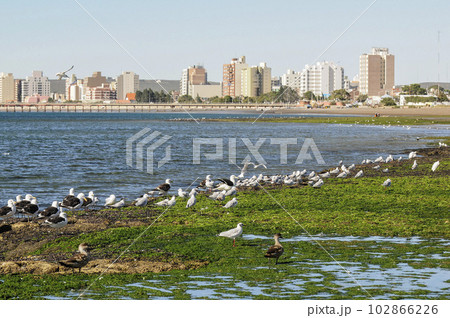 Seagulls perched on the coast with the city of Puerto Madryn in the background Seagulls perched on the coast with the city of Puerto Madryn in the background 102866226