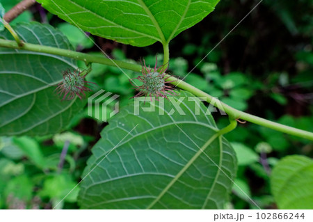 クワ科ヒメコウゾの雌花序 102866244