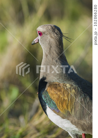 Southern Lapwing chick in grassland, La Pampa Argentina. Southern Lapwing chick in grassland, La Pampa Argentina. 102866280