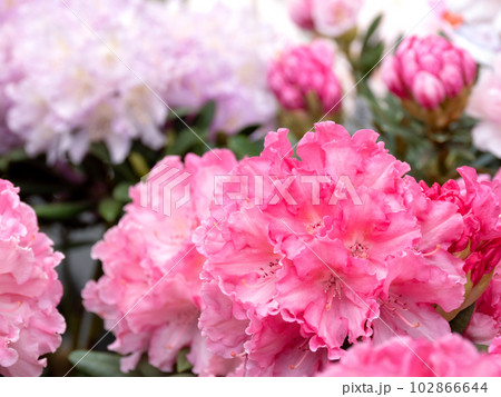 西洋シャクナゲの花 102866644