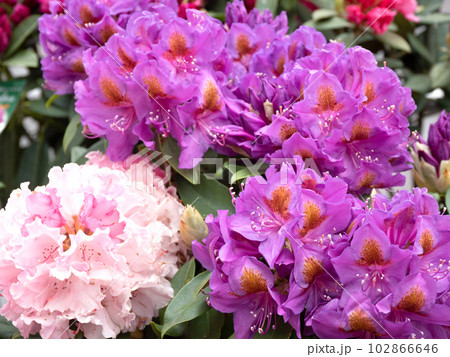 西洋シャクナゲの花 102866646