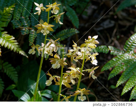 準絶滅危惧種 ラン科エビネ属エビネの開花 準絶滅危惧種 ラン科エビネ属エビネの開花 102866736