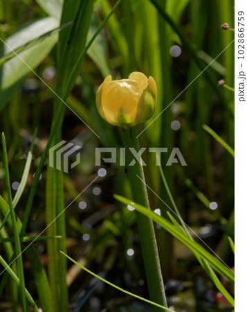 多年生水生植物スイレン科コウホネの黄色い花 102866759