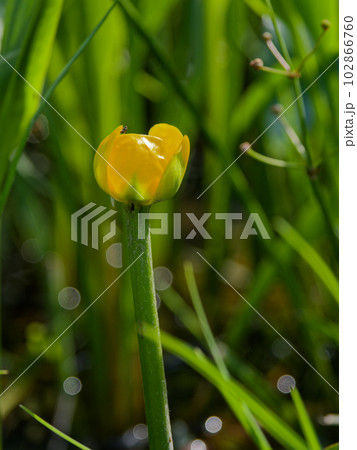 多年生水生植物スイレン科コウホネの黄色い花 102866760
