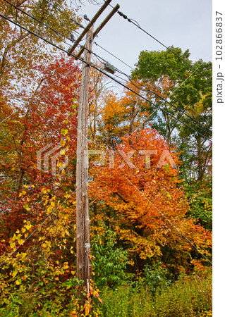 Telephone pole for communication in peak fall surrounded by orange, yellow, red, and green leaves Telephone pole for communication in peak fall surrounded by orange, yellow, red, and green leaves 102866837