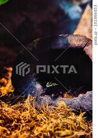 Tiny poison dart frog inside hollow tree trunk by mosses in dark light 102866853