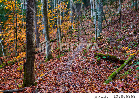 Simply hiking trail in forest park during late fall with colorful foliage covering the ground 102866868