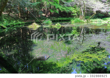 初夏の山吹水源(熊本県産山村・名水百選) 初夏の山吹水源(熊本県産山村・名水百選) 102866925