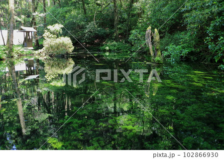 初夏の池山水源（熊本県産山村・名水百選） 102866930