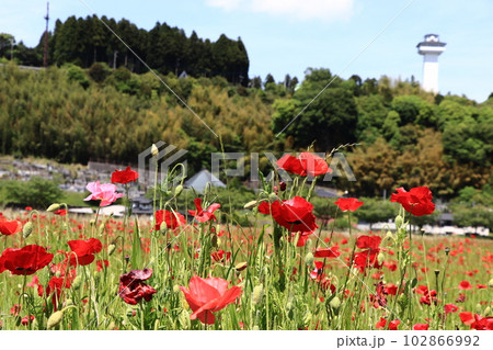 春の風景・ポピーの花 春の風景・ポピーの花 102866992
