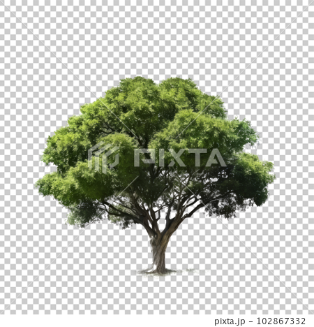 60,073 Tree Stick Isolated Images, Stock Photos, 3D objects, & Vectors