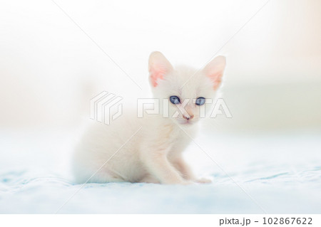 Baby cat. White kitten on blue blanket. 102867622