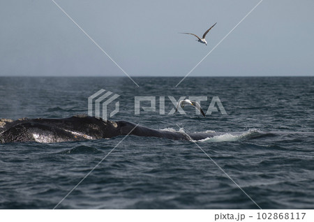Whale tail out of water,Patagonia,Argentina. Whale tail out of water,Patagonia,Argentina. 102868117
