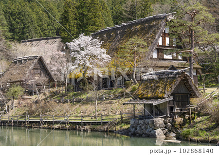 飛騨の里、桜と茅葺民家（旧西岡家住宅） 102868140