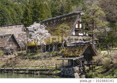 飛騨の里、桜と茅葺民家（旧西岡家住宅） 102868141