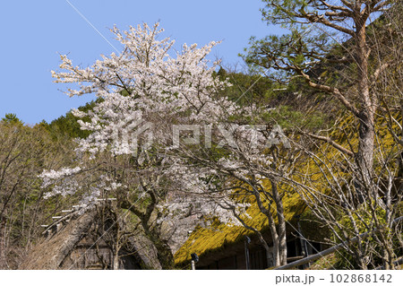 桜と茅葺屋根(飛騨の里) 桜と茅葺屋根(飛騨の里) 102868142
