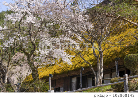 桜と茅葺民家(飛騨の里) 桜と茅葺民家(飛騨の里) 102868145