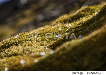 桜と茅葺屋根(飛騨の里) 桜と茅葺屋根(飛騨の里) 102868178