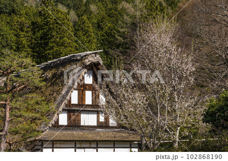 桜と合掌造り住宅(飛騨の里、旧西岡家) 桜と合掌造り住宅(飛騨の里、旧西岡家) 102868190