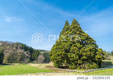 「山形県」青空とトトロの木 「山形県」青空とトトロの木 102868195