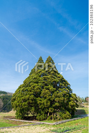 「山形県」青空とトトロの木 102868196