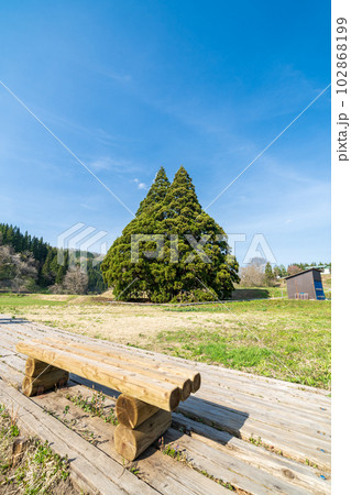 「山形県」青空とトトロの木 「山形県」青空とトトロの木 102868199