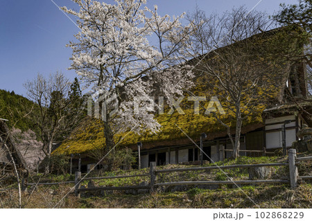 飛騨の里、桜と茅葺民家(旧西岡家住宅) 飛騨の里、桜と茅葺民家(旧西岡家住宅) 102868229