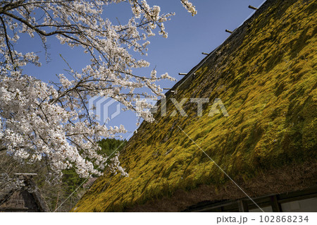 桜と茅葺屋根(飛騨の里) 桜と茅葺屋根(飛騨の里) 102868234