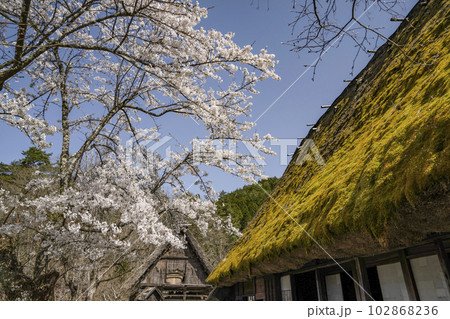 桜と茅葺屋根(飛騨の里) 桜と茅葺屋根(飛騨の里) 102868236